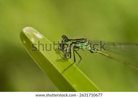 Insect being decapitated by its hunter