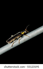 insect black background