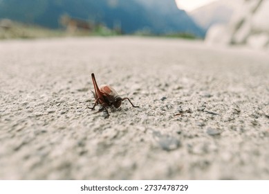 Insect bug beetle closeup ground outdoor nature macro photo of a small brown beetle on rough concrete surface with shallow depth of field, low angle perspective and blurred mountain background.