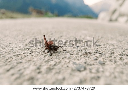 Insect bug beetle closeup ground outdoor nature macro photo of a small brown beetle on rough concrete surface with shallow depth of field, low angle perspective and blurred mountain background.