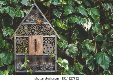 An insect / bug hotel hung on an ivy covered wall in an English country garden. A painted lady butterfly is resting on the wooden front.