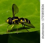 insect bug macro bee fly 
