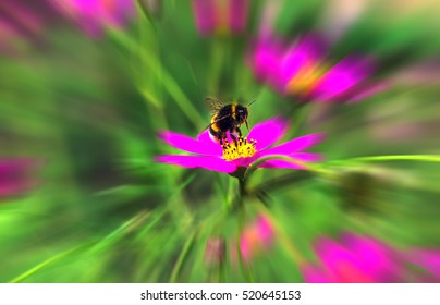 Insect Bumble Bee Flying To A Pink Flower