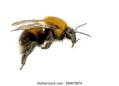 Insect, Bumble Bee On A White Background With Shadow