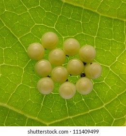 8,326 Butterfly eggs on leaf Images, Stock Photos & Vectors | Shutterstock