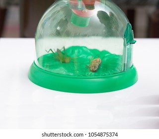 180 Cricket cage Images, Stock Photos & Vectors | Shutterstock