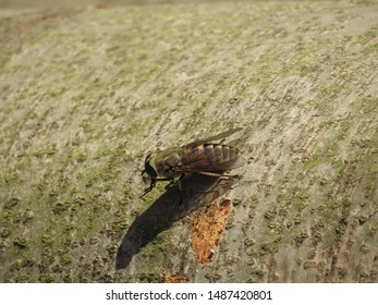 Insect Called Deer Fly, Chrysops Callidus,