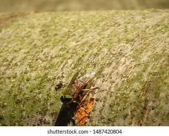 Insect Called Deer Fly, Chrysops Callidus,