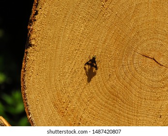 Insect Called Deer Fly, Chrysops Callidus,