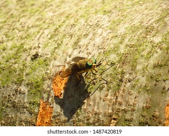 Insect Called Deer Fly, Chrysops Callidus,