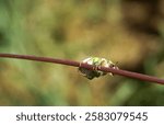 insect called pololo climbing on a branch