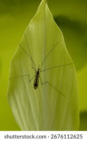 Insect called True cranefly, Tipula paludosa on a green leaf