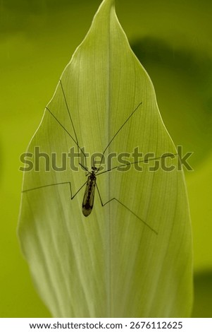Insect called True cranefly, Tipula paludosa on a green leaf