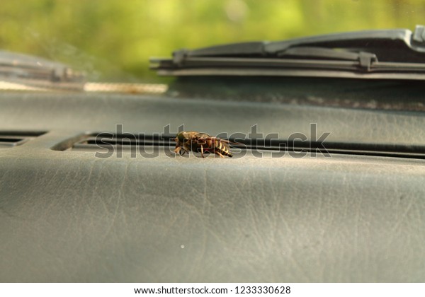 insect in the car, a dangerous insect, a hornet in\
the car