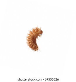 Insect Carpet Beetle Larva Isolated