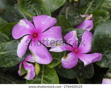 The insect is caught in the flower.