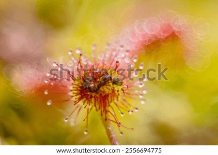 insect caught in a sundew trap leaf, drosera rotundifolia, insectivorous plant eating an insect, close-up, macro, real photo