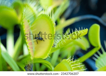 Insect caught in Venus flytrap