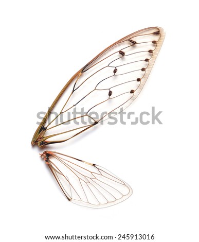Insect cicada