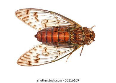 Insect Cicada Isolated In White