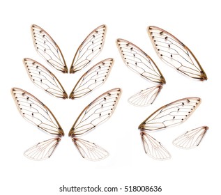 Insect Cicada Wing  Isolated On White Background