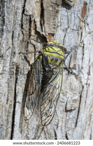Insect of the cicadidae species commonly known as cicadas, coyuyos, coyoyos, chiquilichis, tococos or buds perched on a log and seen from above