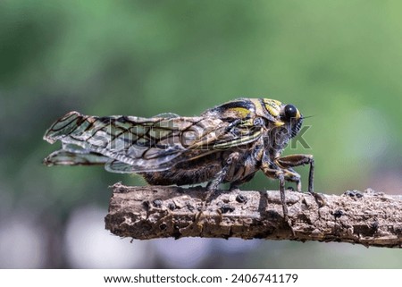 Insect of the cicadidae species commonly known as cicadas, coyuyos, coyoyos, chiquilichis, tococos or buds perched on a branch