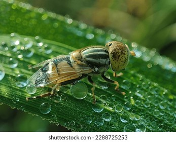 An insect of the class Flies, which has a pair of wings on the mesothorax and a pair of halteres arising from the hind wings on the metathorax. A fly's single pair of wings distinguishes it from other