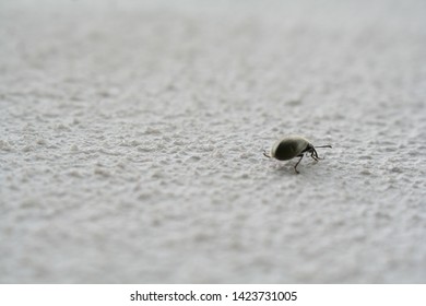 Insect climbing up the wall