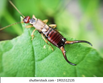 insect in close up. Earwig in macro