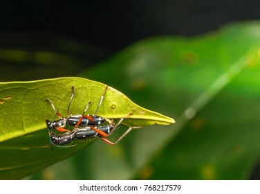 Insect with close up view.