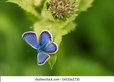 Insect Closeup Gossamer Winged Butterfly