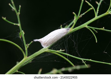 Insect Cocoon Shells On Wild Plants, North China