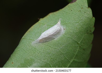 Insect Cocoon Shells On Wild Plants, North China