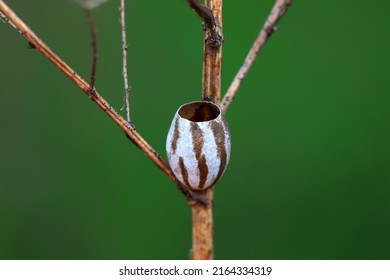 Insect Cocoon Shells On Wild Plants, North China