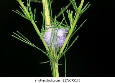 Insect Cocoon Shells On Wild Plants, North China