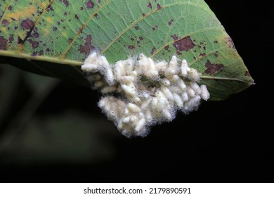 Insect Cocoon Shells On Wild Plants, North China