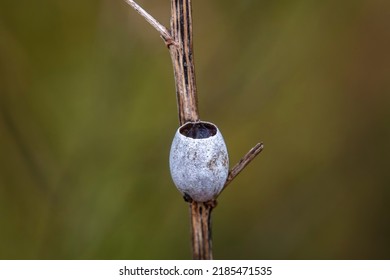 Insect Cocoon Shells On Wild Plants, North China