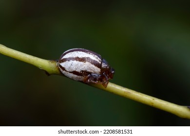 Insect Cocoon Shells On Wild Plants, North China