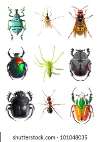  Insect Collection On White Background