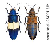 Insect collection of  shining jewel beetles specimen isolated on white background photoed by macro lens