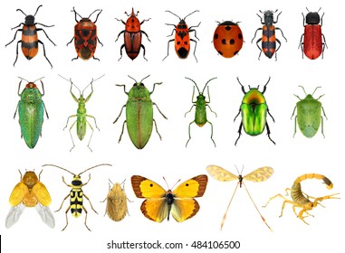 Beetles Coleoptera Set Beetles Isolated On Stock Photo (Edit Now ...