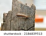 Insect common flycatcher or centipede sits on a tree, top view in full growth.