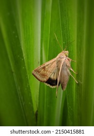 An Insect (corn Ear Worm) With A Light Brown Color, And Dark Brown On Some Of Its Wings, This Insect Is Perching On A Leaf