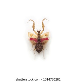Insect Creobroter Gemmatus Paiton East Java Indonesia - Shutterstock ID 1314786281