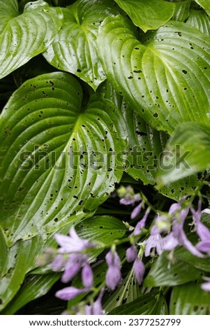 Insect damaged the hosta leaves. Selective focus.