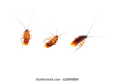 Cockroaches Molting Isolated On White Background Stock Photo 1457944901 ...