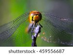 insect dragonfly macro