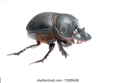 2,727 White dung beetle Images, Stock Photos & Vectors | Shutterstock