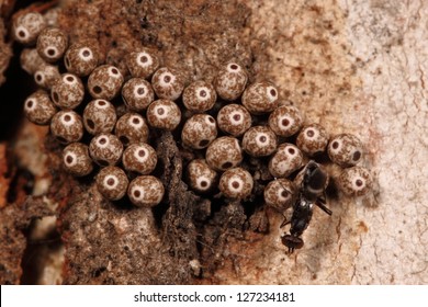 Insect Eggs